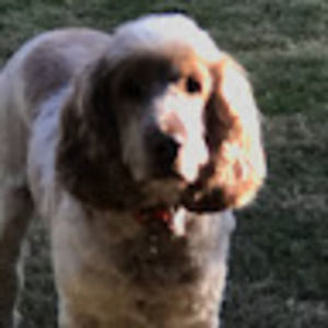 Meet your Posher, Millie